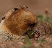 gofer