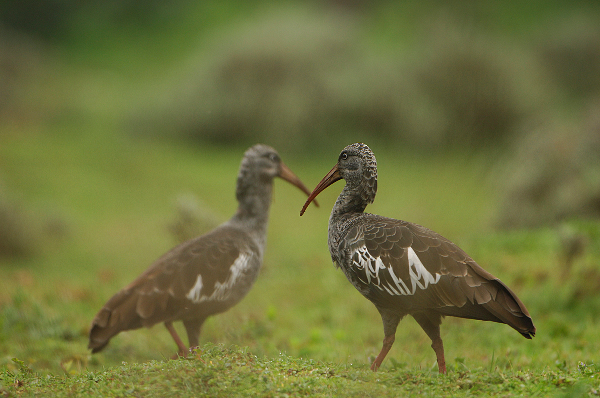 Wattled ibis in the Bale Mountains National Park. Photo by Vincent