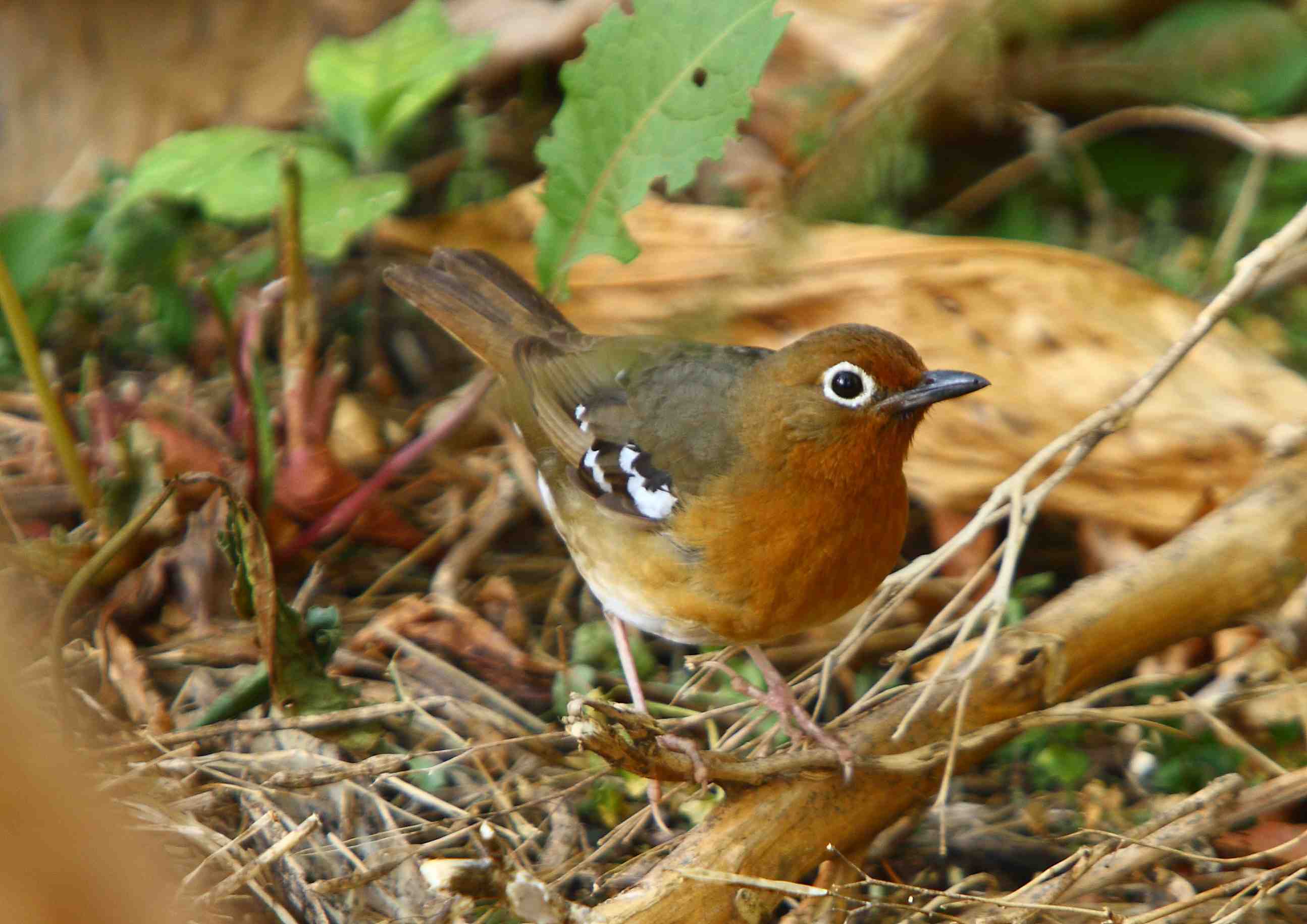 Abyssinian Ground Thrush Bale Mountains
