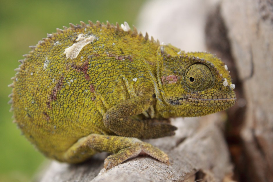 Reptiles and Amphibians | Bale Mountains National Park Ethiopia