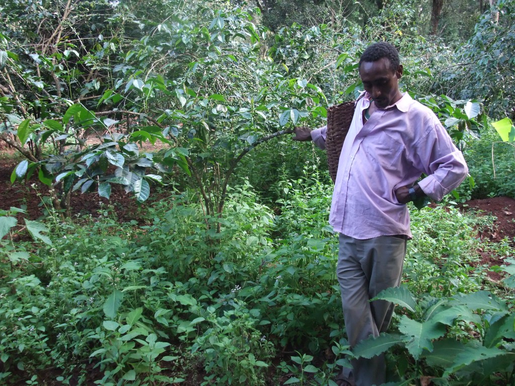 Manyete Wild Forest Coffee Village Bale Mountains National Park Ethiopia