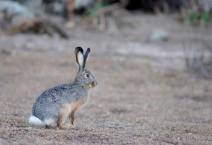 Starck's Hare. Photo by Delphin Ruche. 