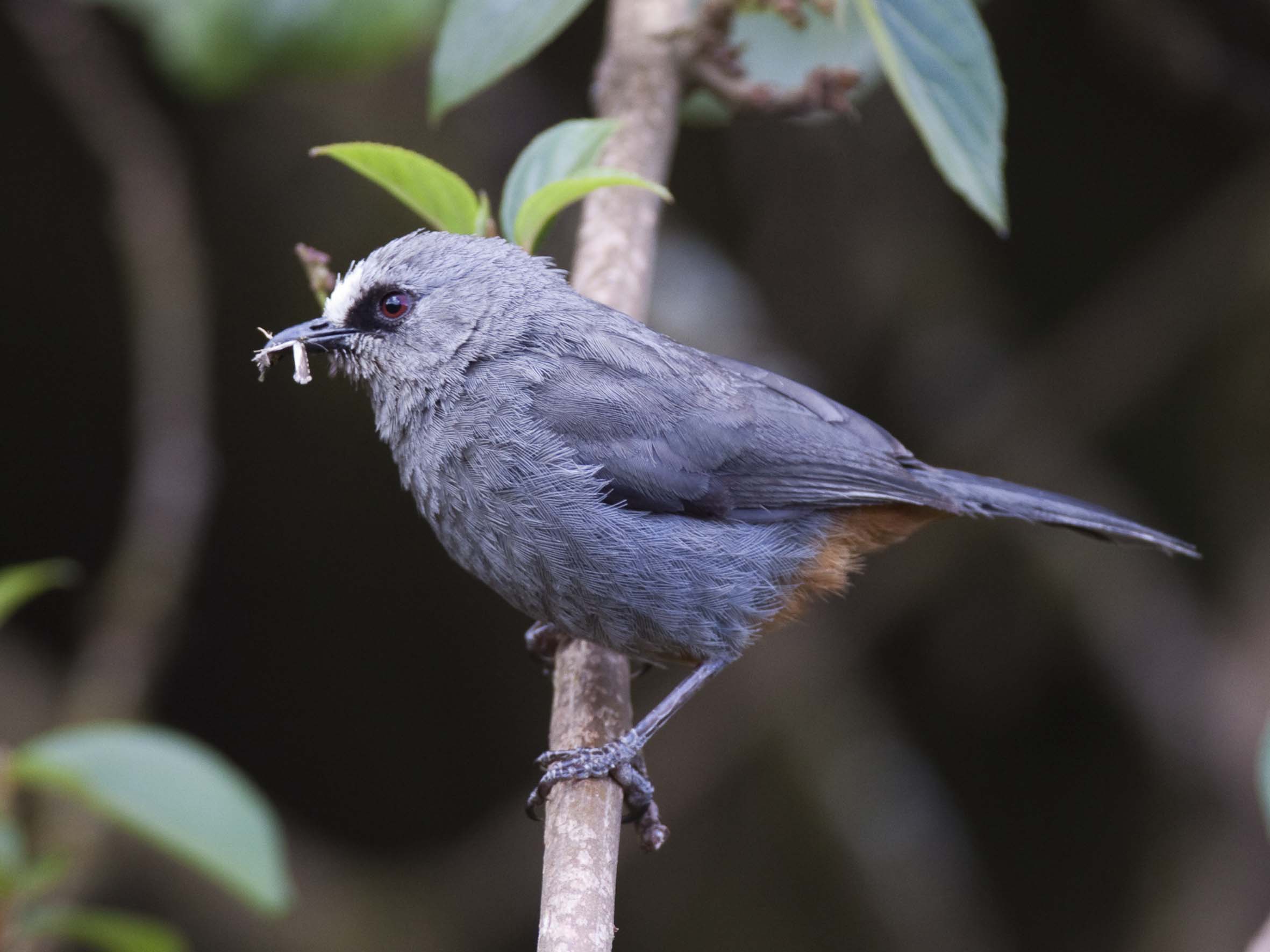 Bale Mountains National Park | Abyssinian Catbird Ethiopian Endemic