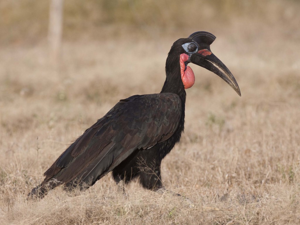 Abyssinian Ground Hornbill. Photo by Hakan Pohlstrand.