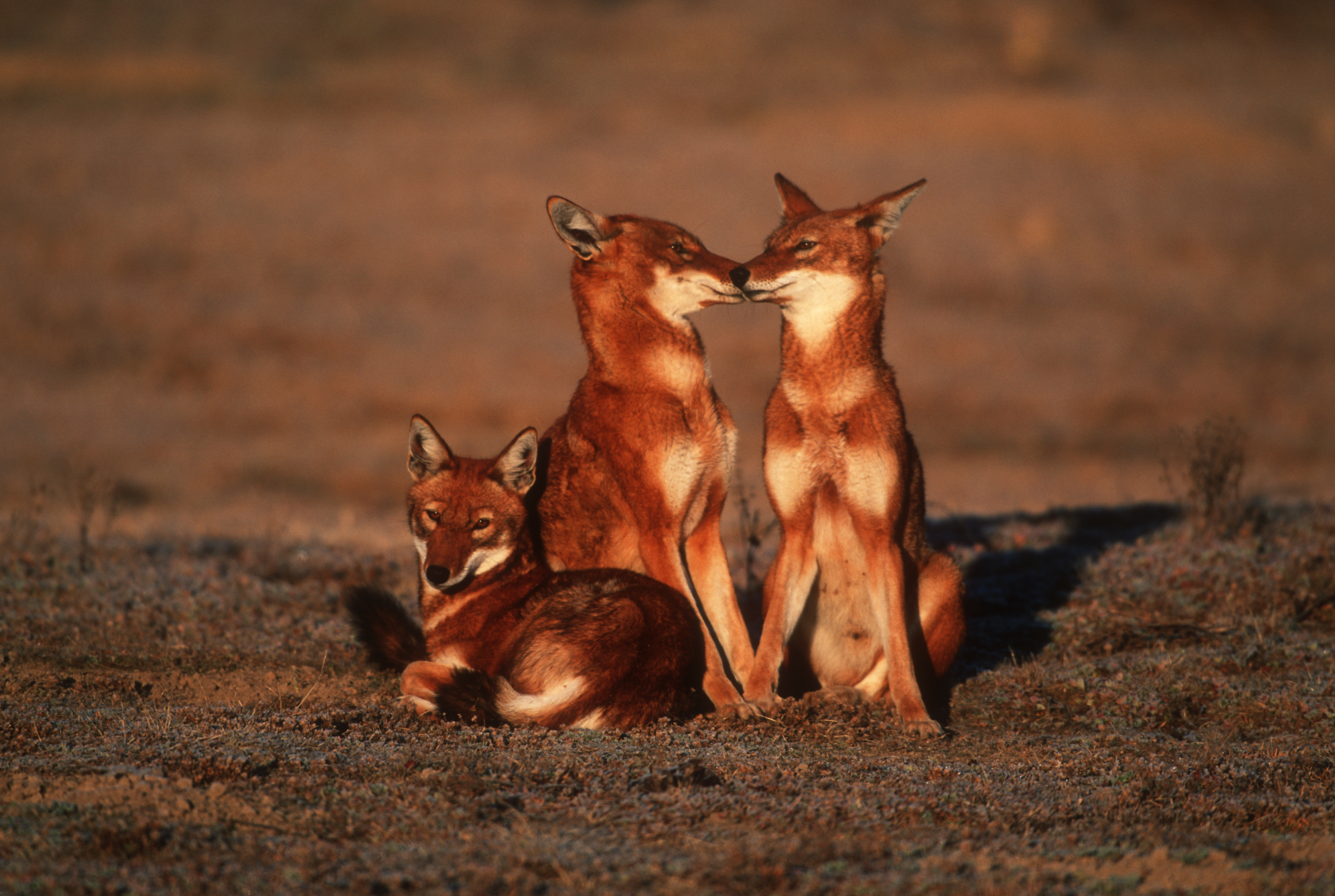 wolf bale mountains