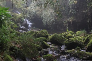 Harenna Bamboo and Waterfall Trail