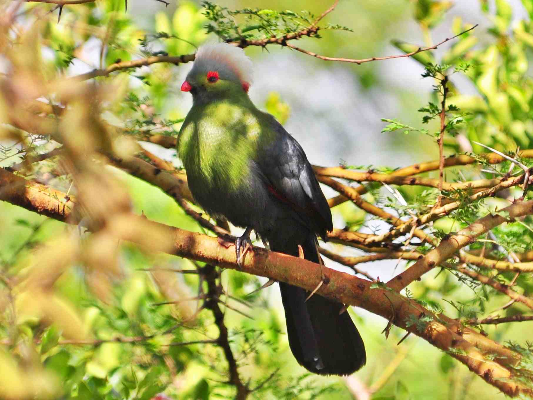 Prince Ruspoli's Turaco in the Bale Mountains National Park